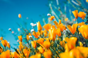Spring Skincare Azra Aesthetics London